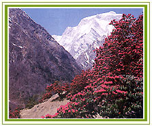 Valley of Flowers Tourism