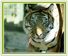 Ranthambore National Park, Family Holidays Vacations