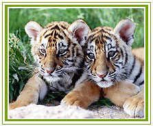 Ranthambore National Park, Family Holidays Vacations