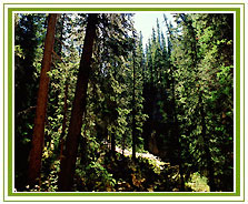 Eco Tours in India