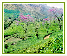 Eco Tours