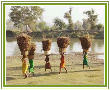 Orissa Tribals Tour