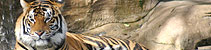 Wildlife in India