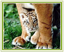 Ranthambore Tiger Tour