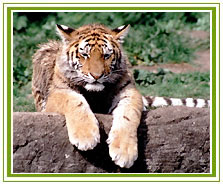 Madhya Pradesh Wildlife Tour