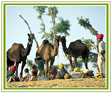 Camel Fair, Pushkar Travel Guide