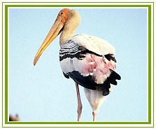 Rajasthan Wildlife Tour
