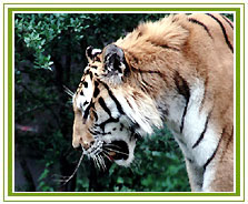 Ranthambore Tiger Tour