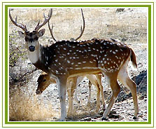 Rajasthan Wildlife Tour