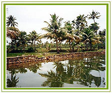 Cochin Backwater, Cochin Travel Guide