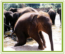 Kerala Wildlife Tour