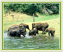 Periyar Wildlife Sanctuary Tour