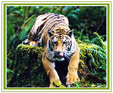 Tiger, Bandhavgarh Wildlife Safari
